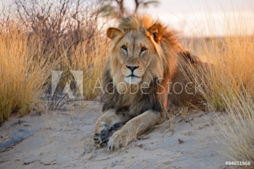 Picture of Big male African lion Kalahari desert